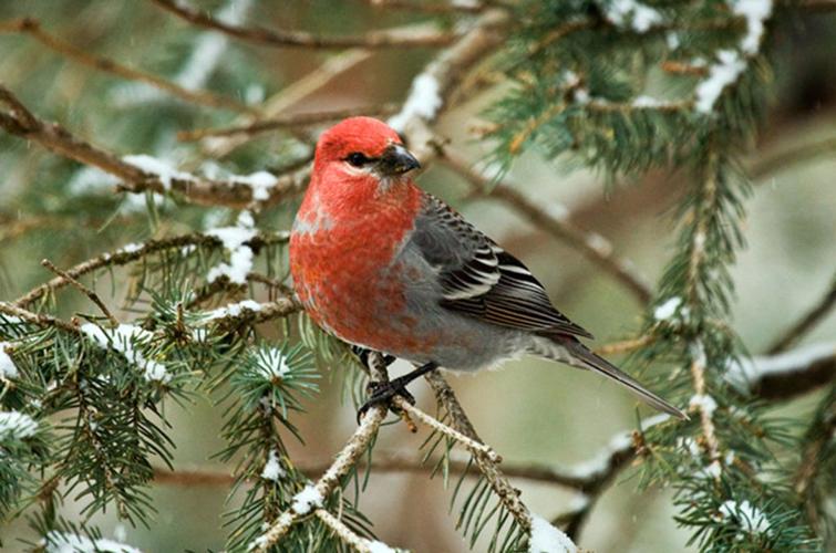 Farmlife: Wintertime family project ‘for the birds’