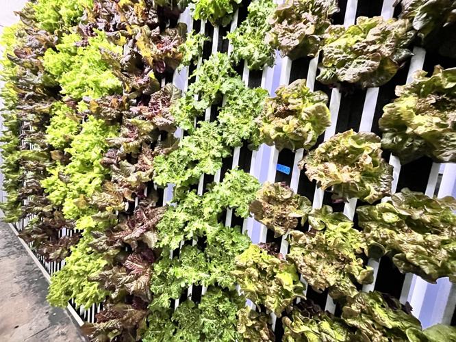 Midplains Produce 2.JPEG