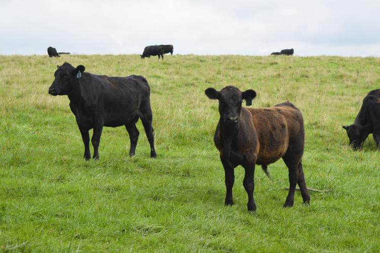 Angus cattle in pasture at 2K Cattle Enterprises