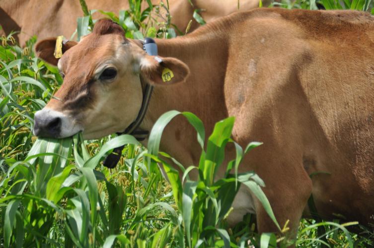 Jersey dairy cow munches in pasture