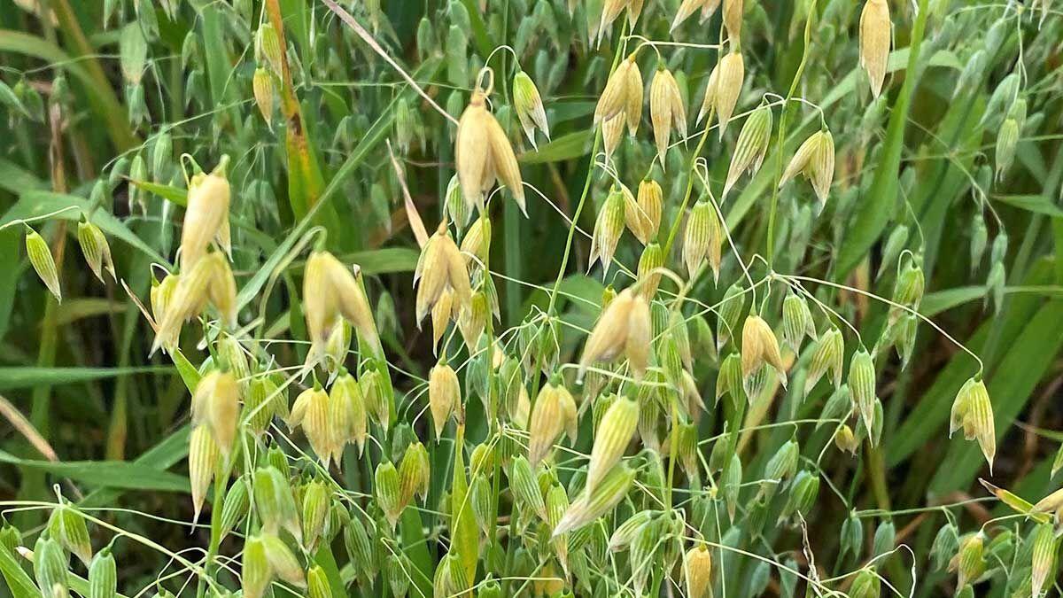Oats