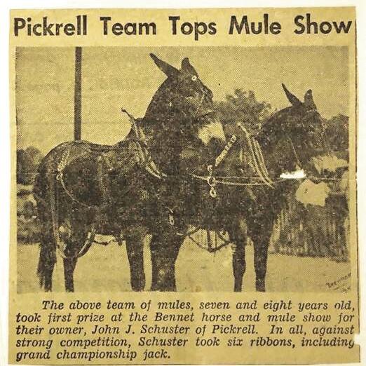 Looking Back: Schuster mules - Vimarsana News