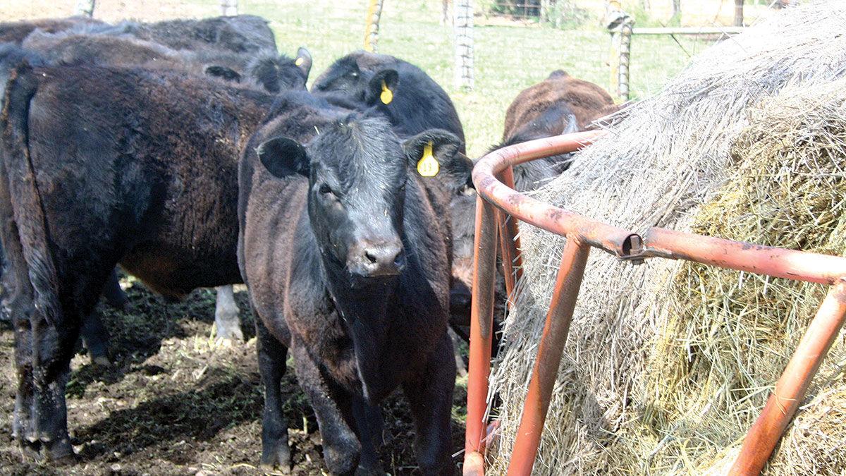 Cattle at ring feeder