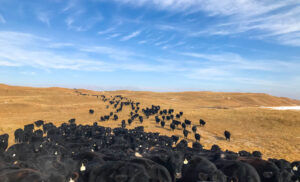 Dumbbell Ranch 7.jpeg