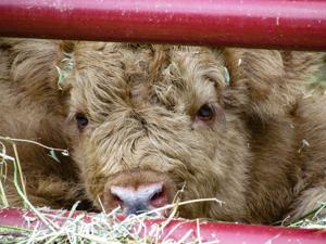 Scottish Highland calf