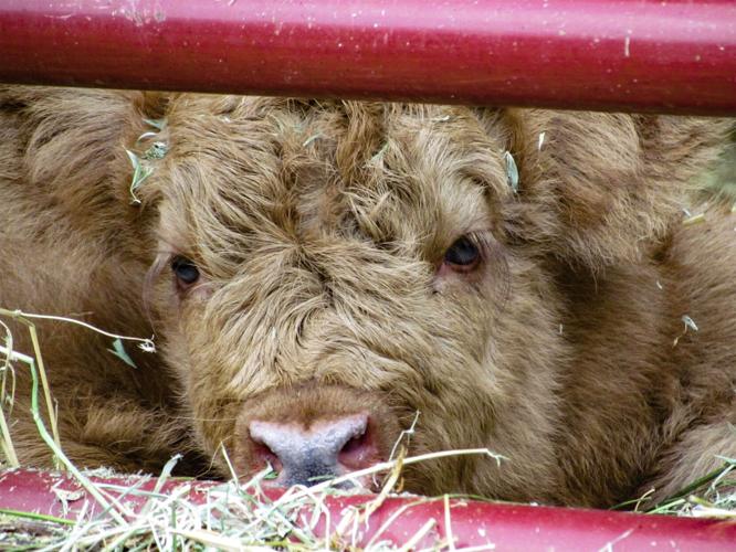 Scottish Highland calf