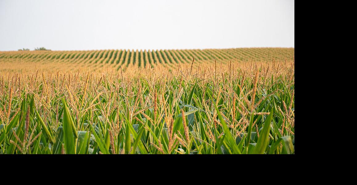 Corn field tasseling