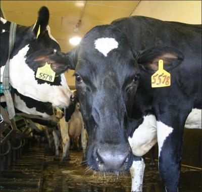 Dairy cows