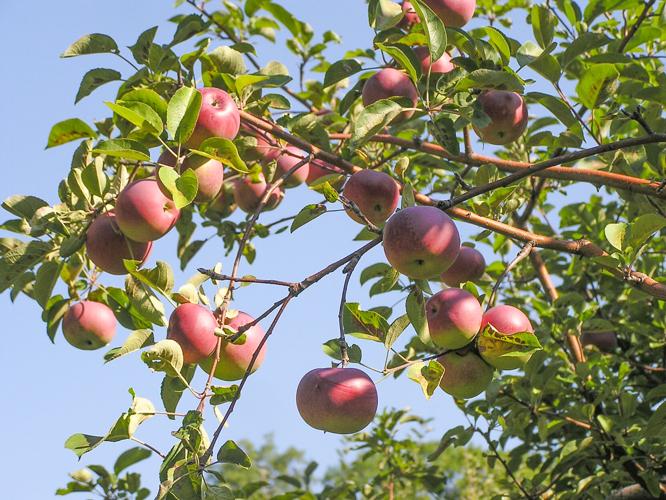Apples