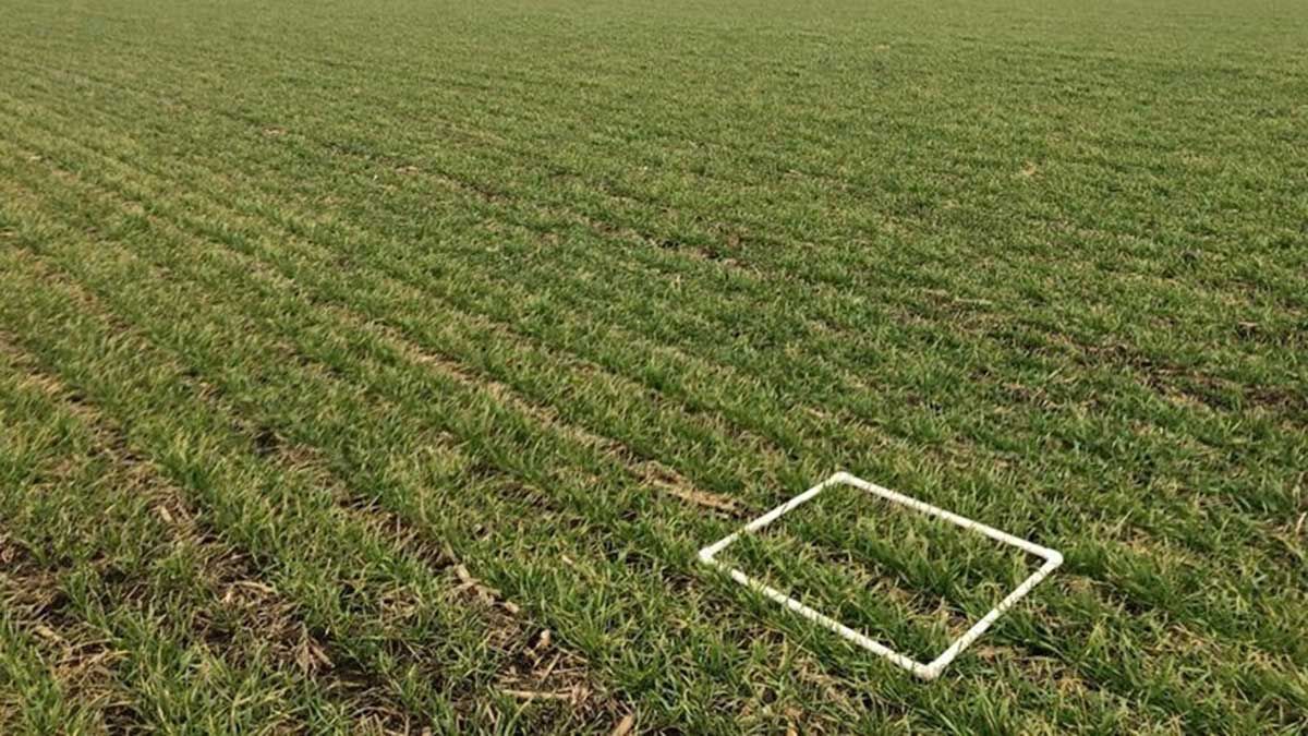A square is used to measure residue in a field