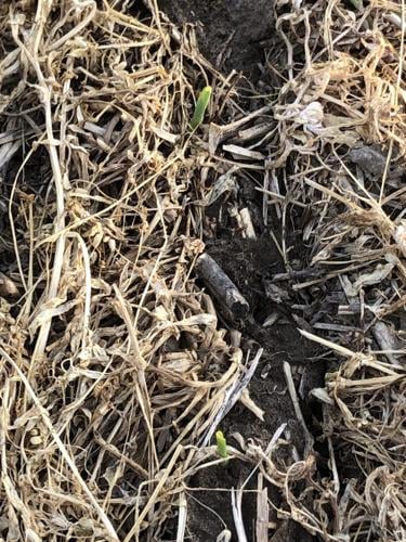 Vetch cover crop
