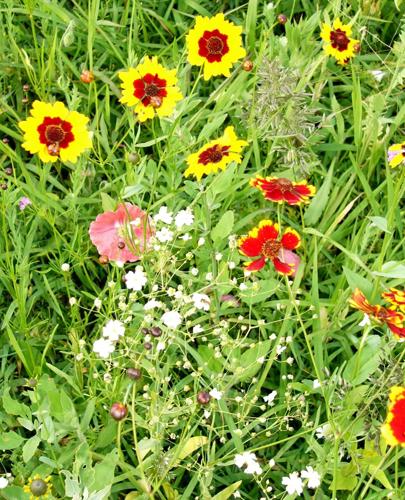 Prairie graces Langworthy's yard