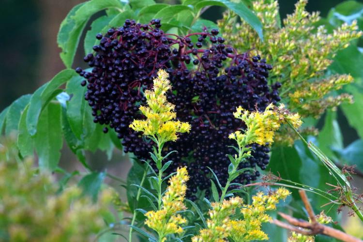 Berries