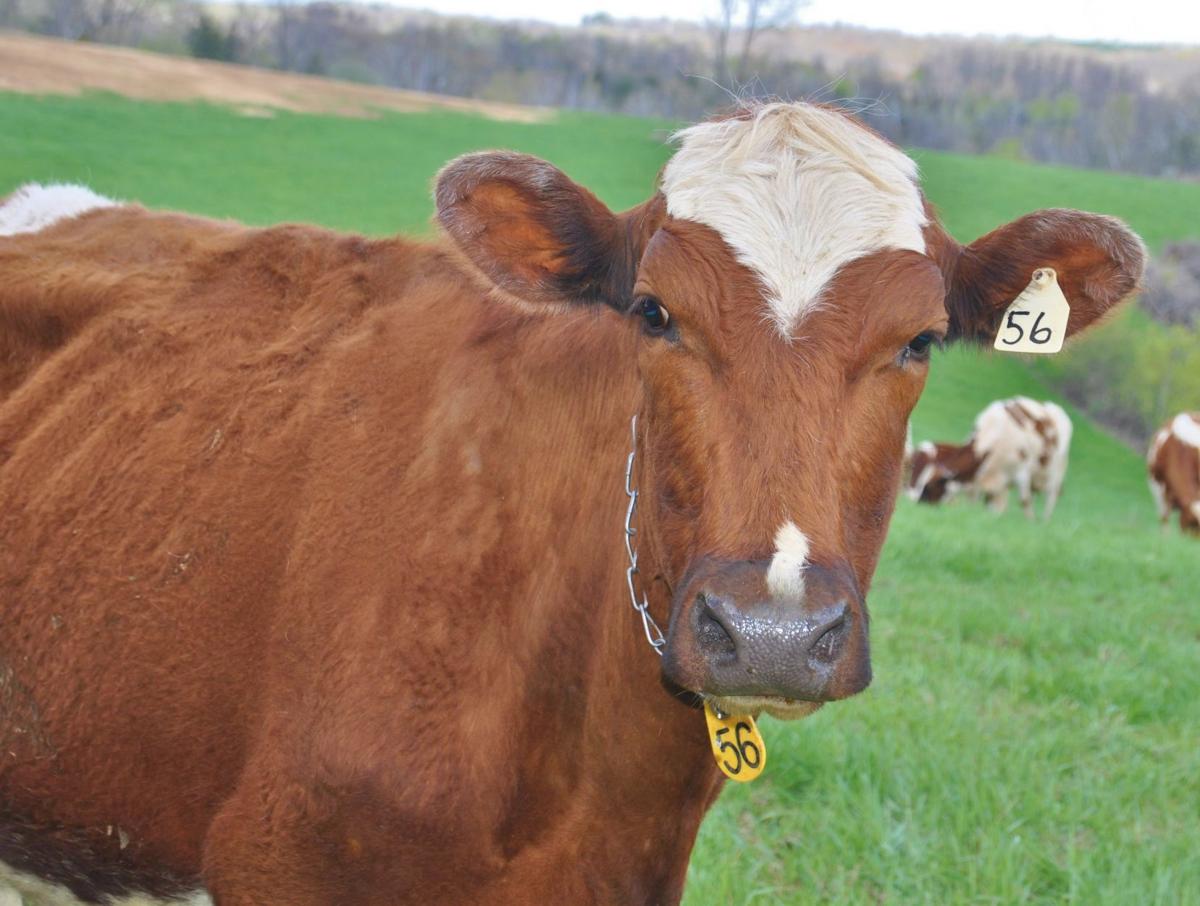 Cattle Graze Enhanced Meadows Business Agupdate Com