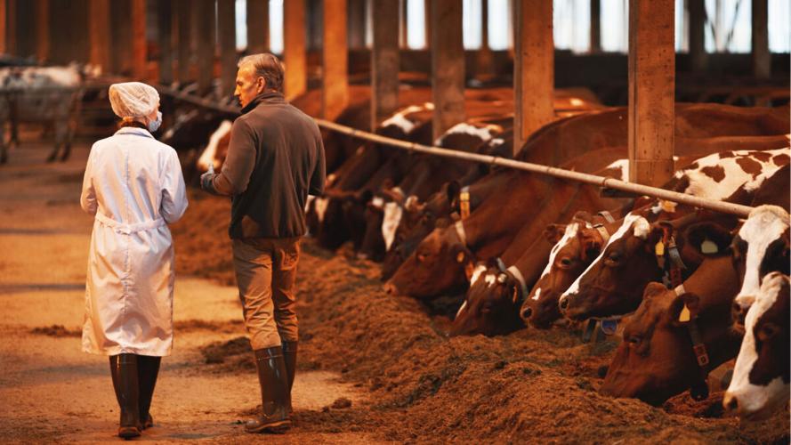 People walking dairy barn