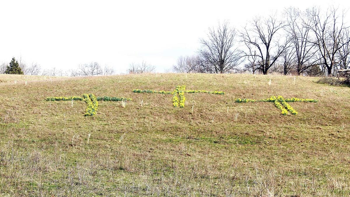 Daffodil-Crosses