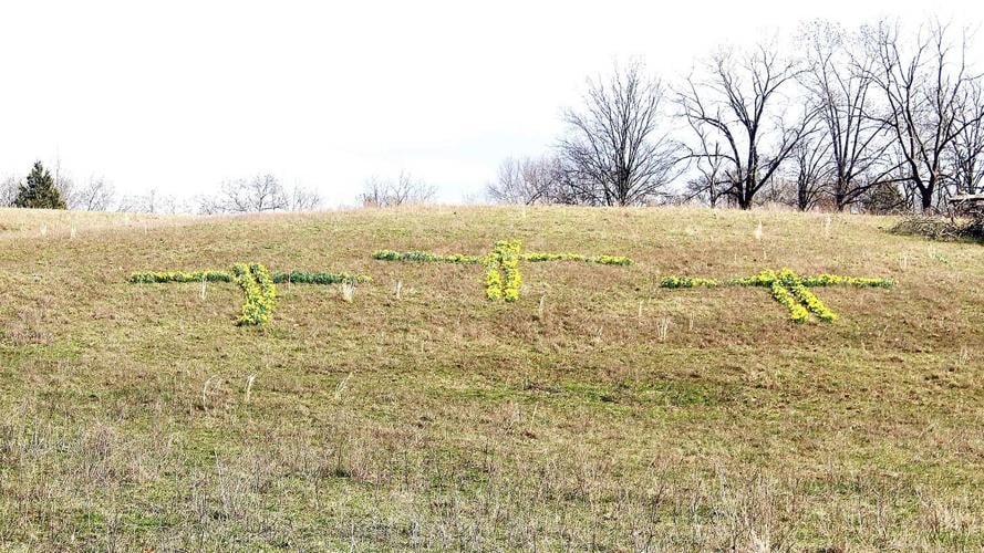 Daffodil-Crosses