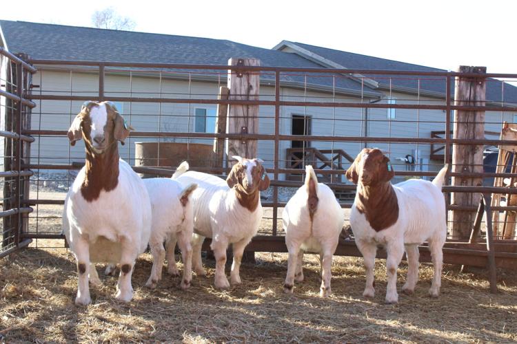LZ Livestock (33).JPG
