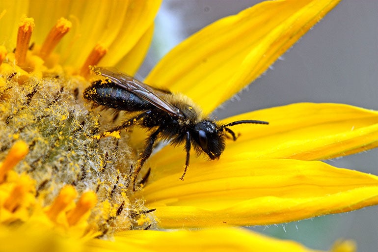Bee and pollen