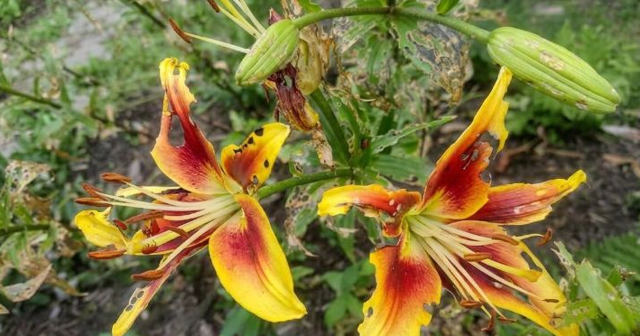 Lily leaf beetles