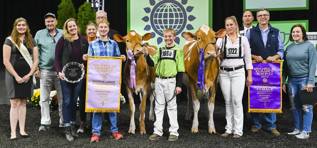 Junior champion and reserve junior champion of  2022 International Guernsey Show