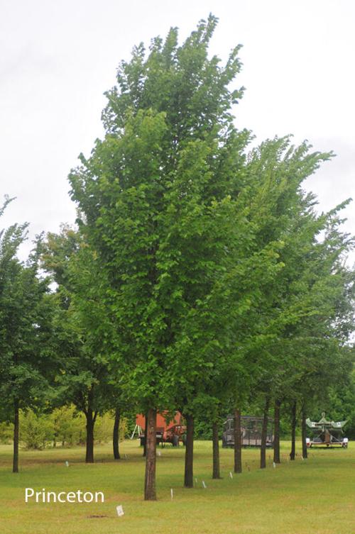 Elm tree