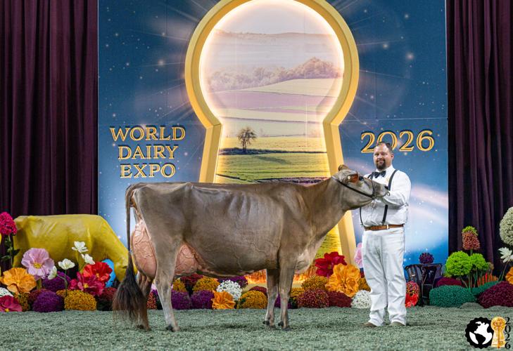 Supreme Champion Cow 2
