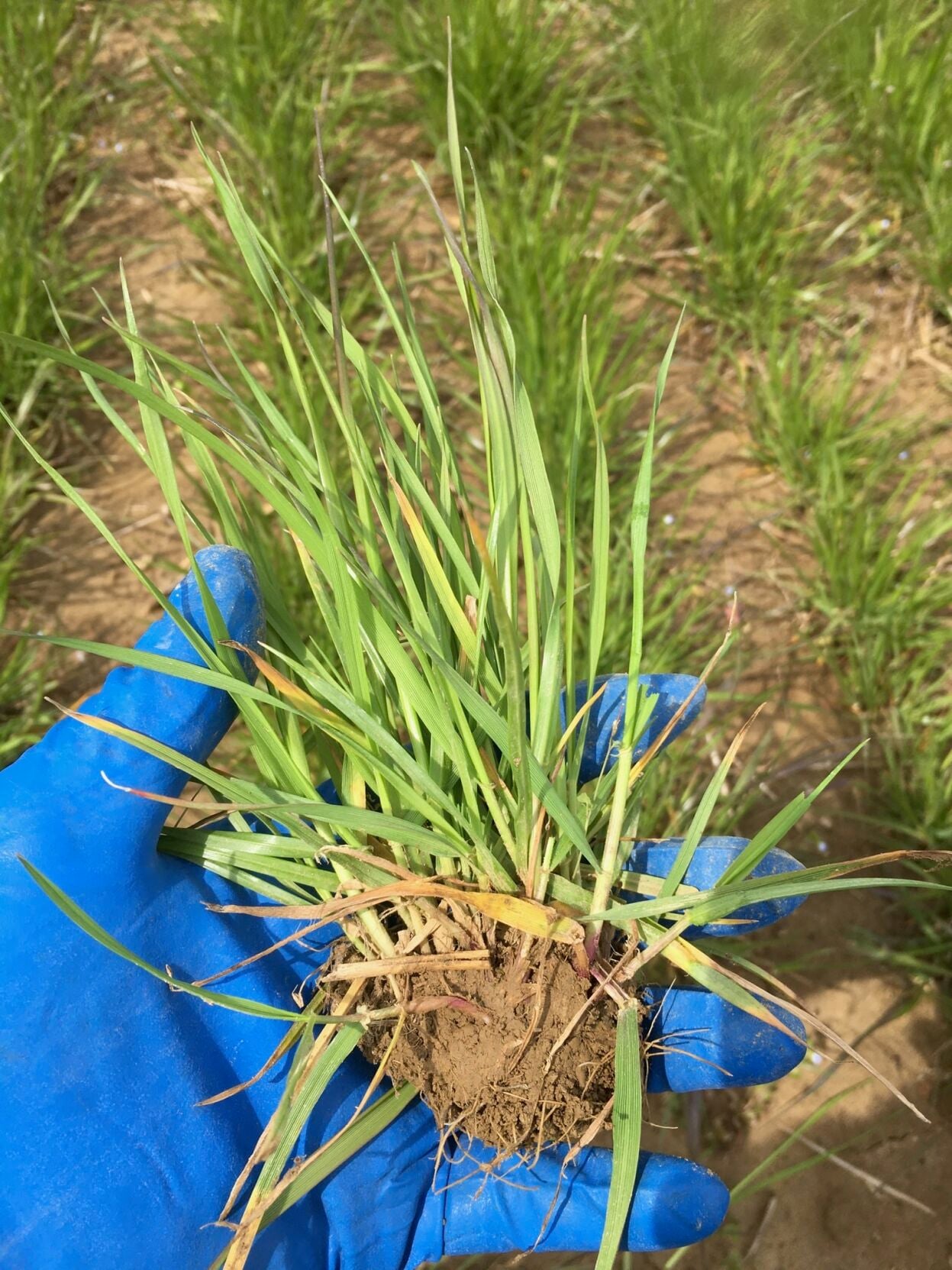 Annual ryegrass