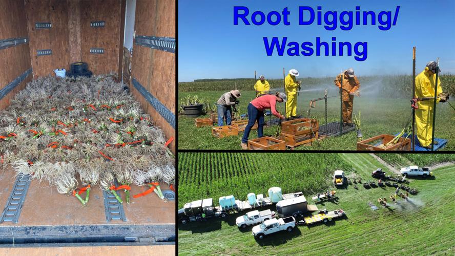 Evaluating corn roots