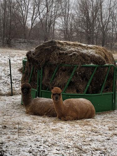 5 alpaca in winter by melanie bonacci.jpg