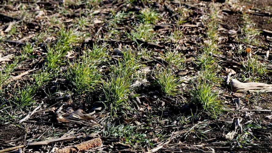 Farmer-Adoption-Cover-Crops