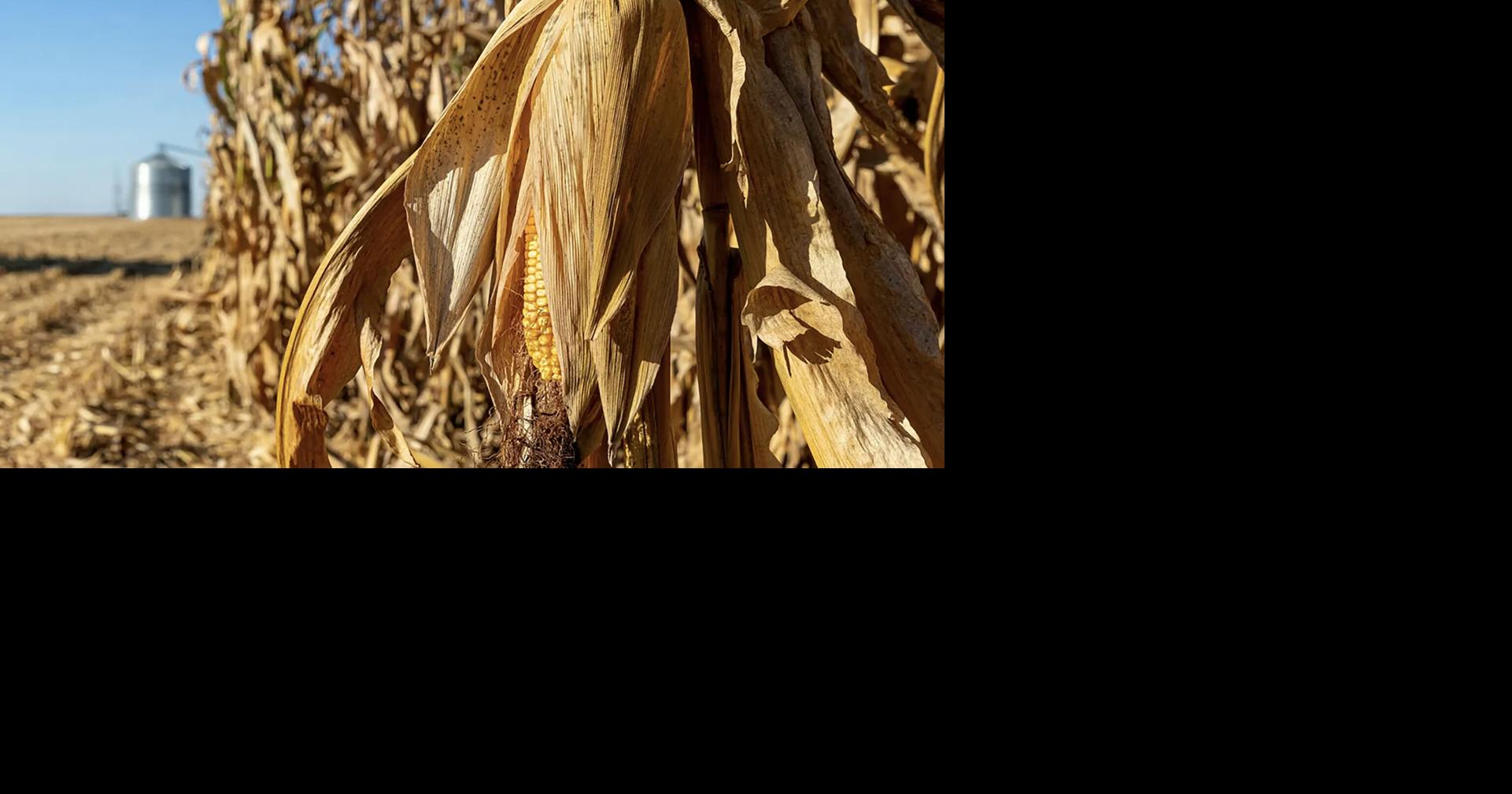 Corn in field