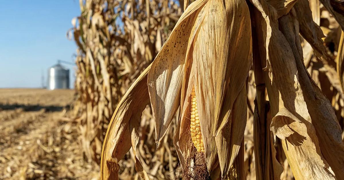 Corn in field