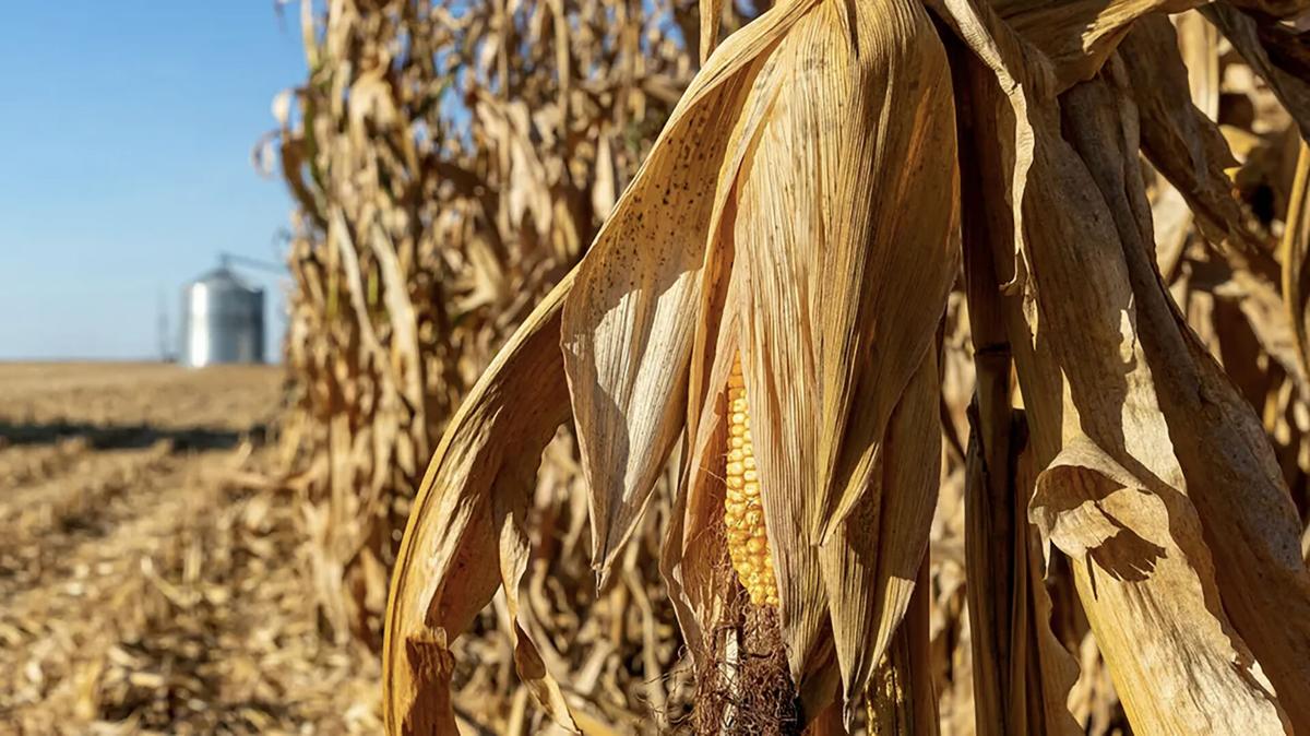 Corn in field