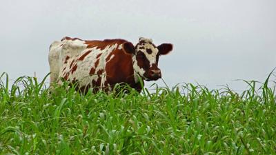 Cow pastures on Sudan grass