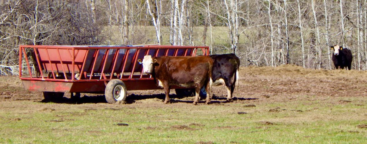 Cows