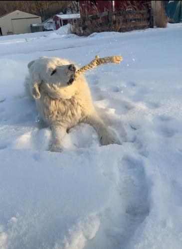 Candid Canine Corner