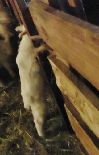 Kid jumps into feeded