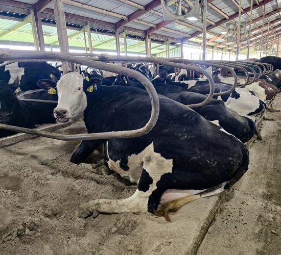 Dairy cows