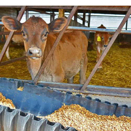 Jersey calf