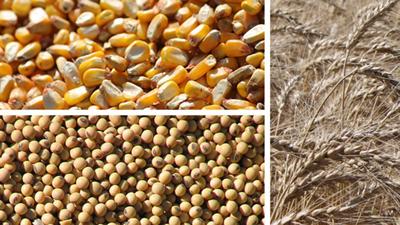 Corn Soybean wheat