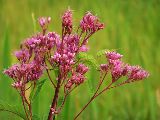 Joe Pye weed blooms
