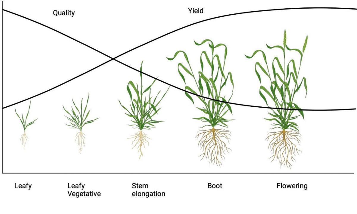 Pasture plan graphic
