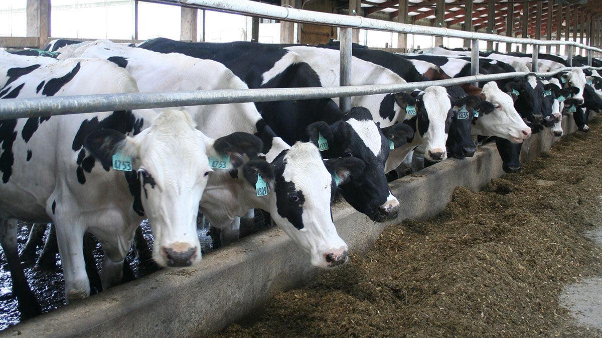 Dairy cattle file photo