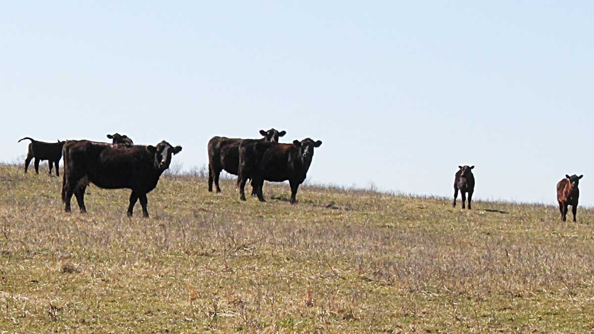 Drought pasture with cows grazing
