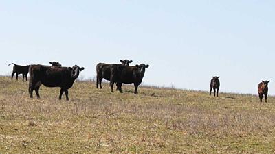Drought pasture with cows grazing