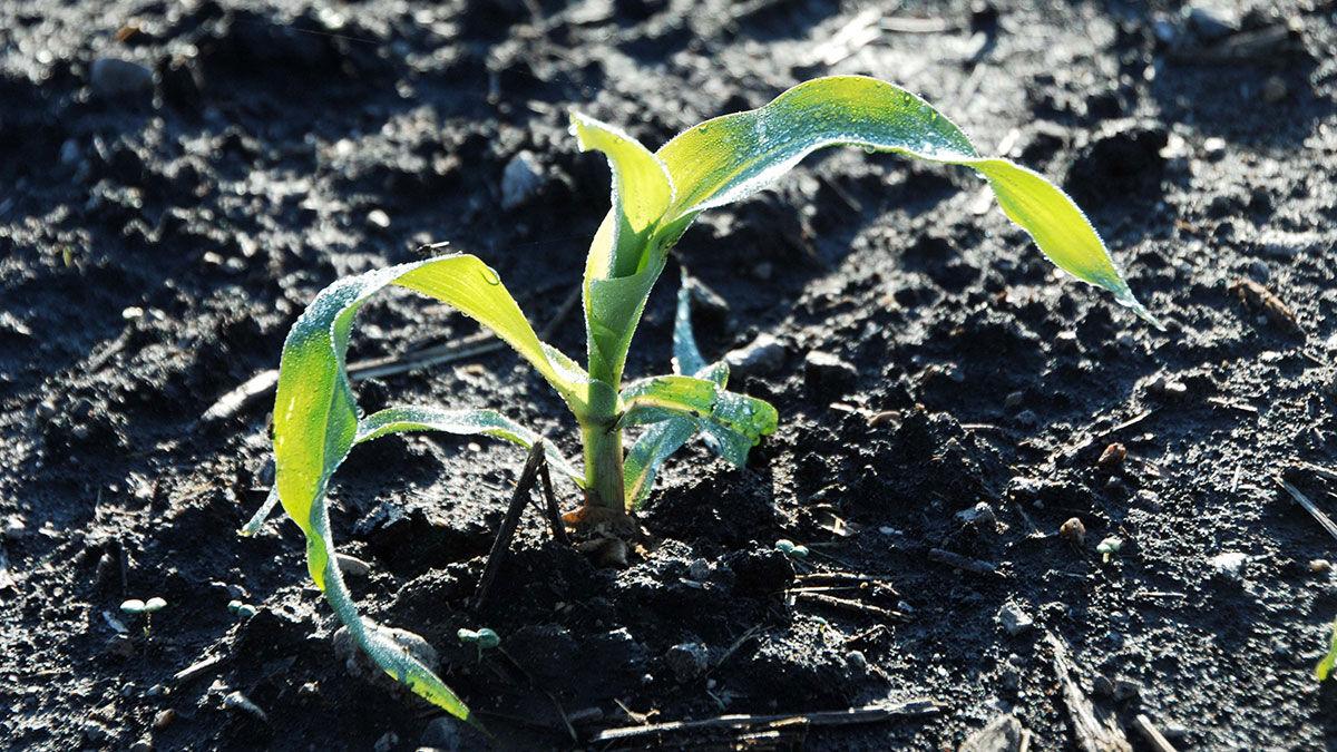 Emerging corn plant