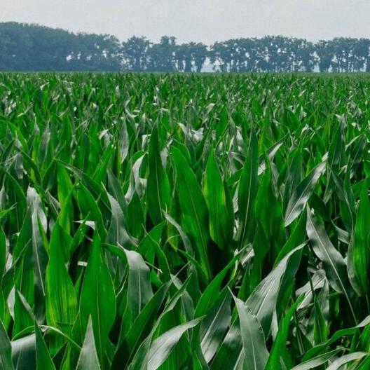 Corn growing well