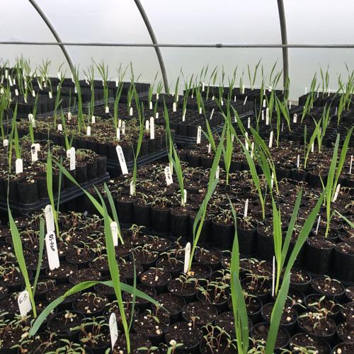 Oats research