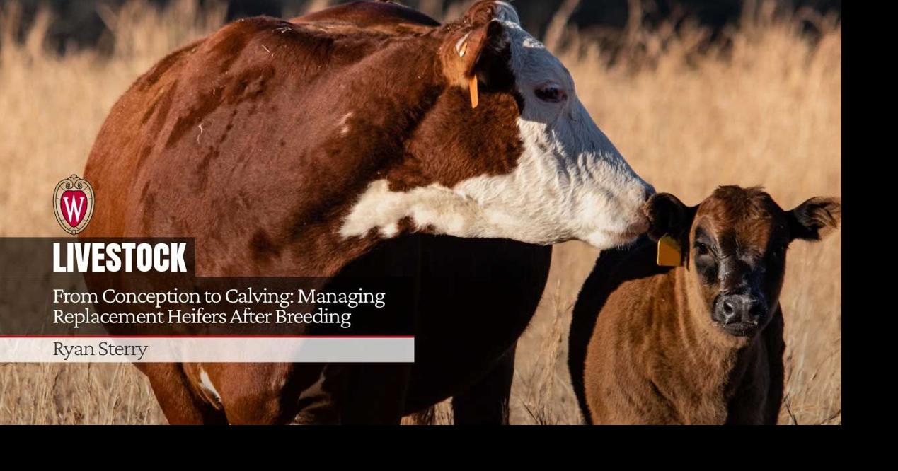 Livestock online photo